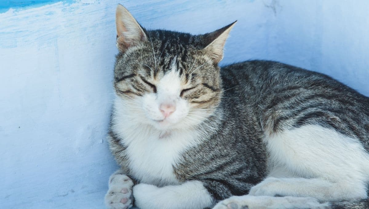 ¿Qué significa el ronroneo que hacen los gatos?