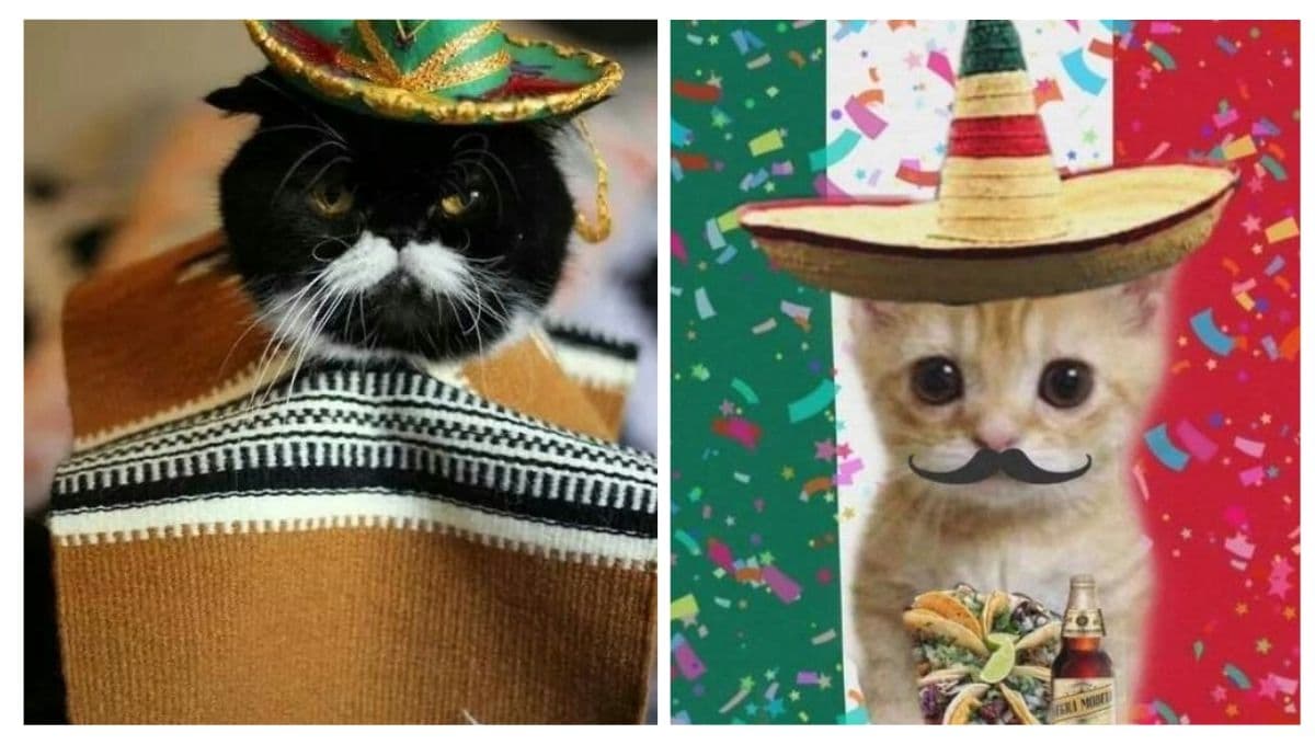 6 MEMES de gatos muy mexicanos para dar la bienvenida a septiembre