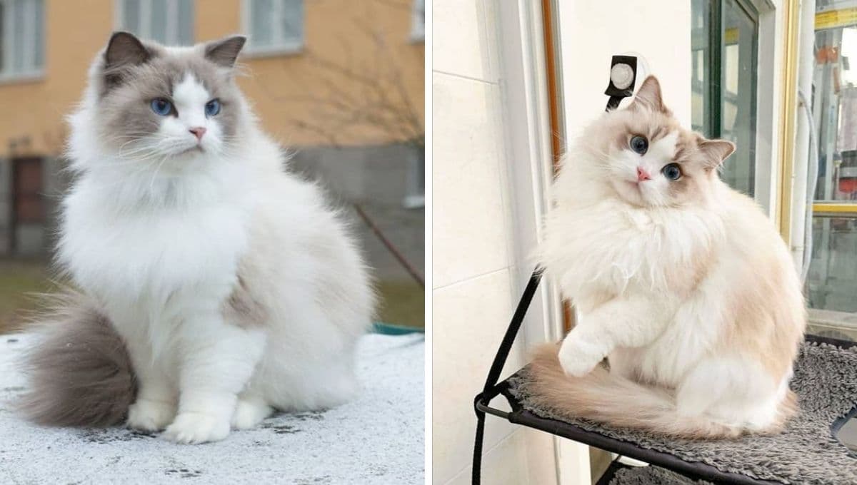 7 nombres hermosos para gatitas tiernas con su significado