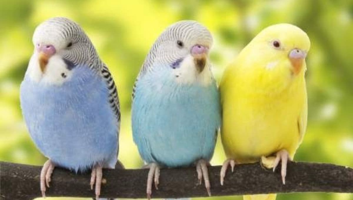 5 ventajas de tener aves en casa y que pocos conocen