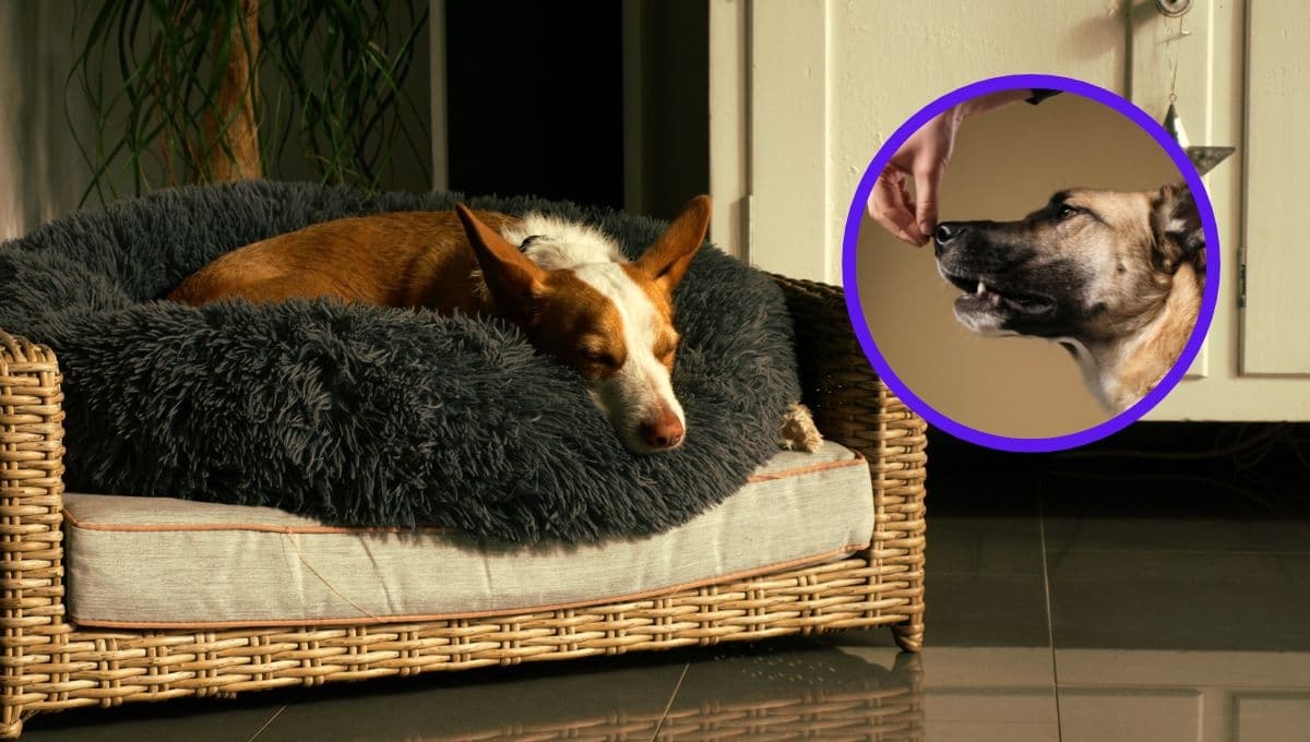 ¿Cómo hacer una alfombra olfativa para perros CASERA? | Paso a paso