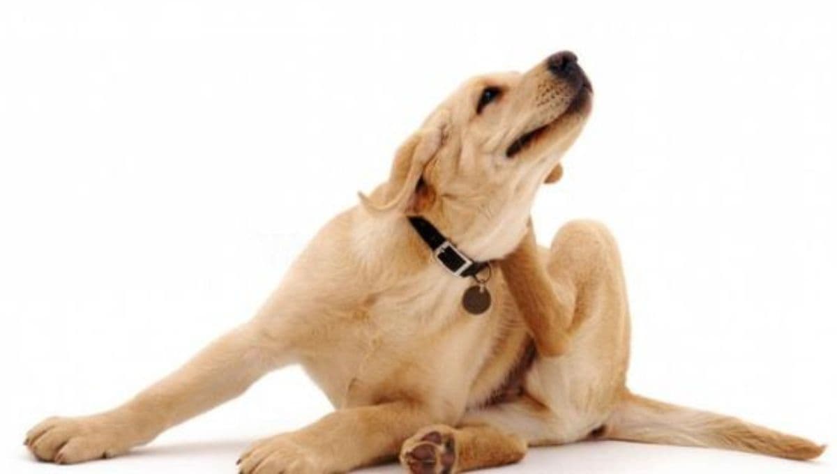 ¿Cómo evitar que mi perro tenga garrapatas?