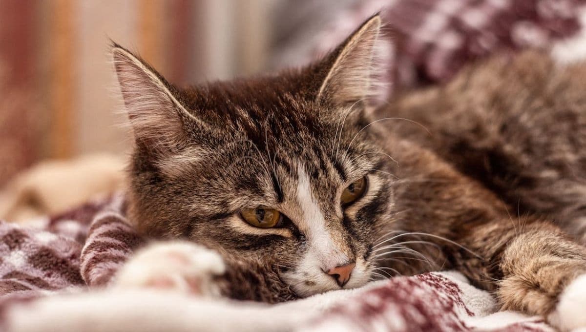 ¿Qué pasa cuando un gato está decaído y no come?