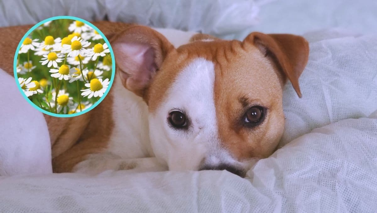 3 remedios caseros y SEGUROS para que un perro duerma toda la noche