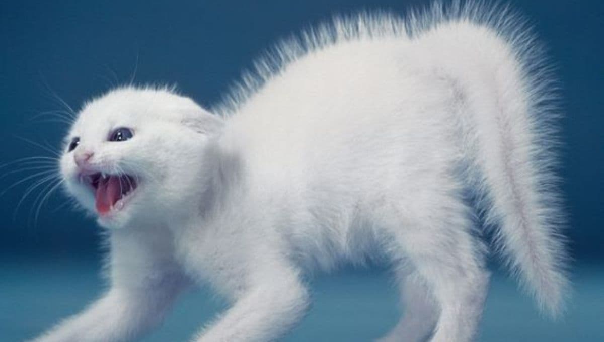 ¿Qué significa que mi gato me bufe?