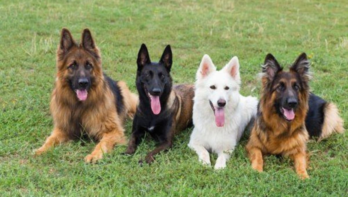 10 razas de perros GIGANTES: son los más grandes del mundo
