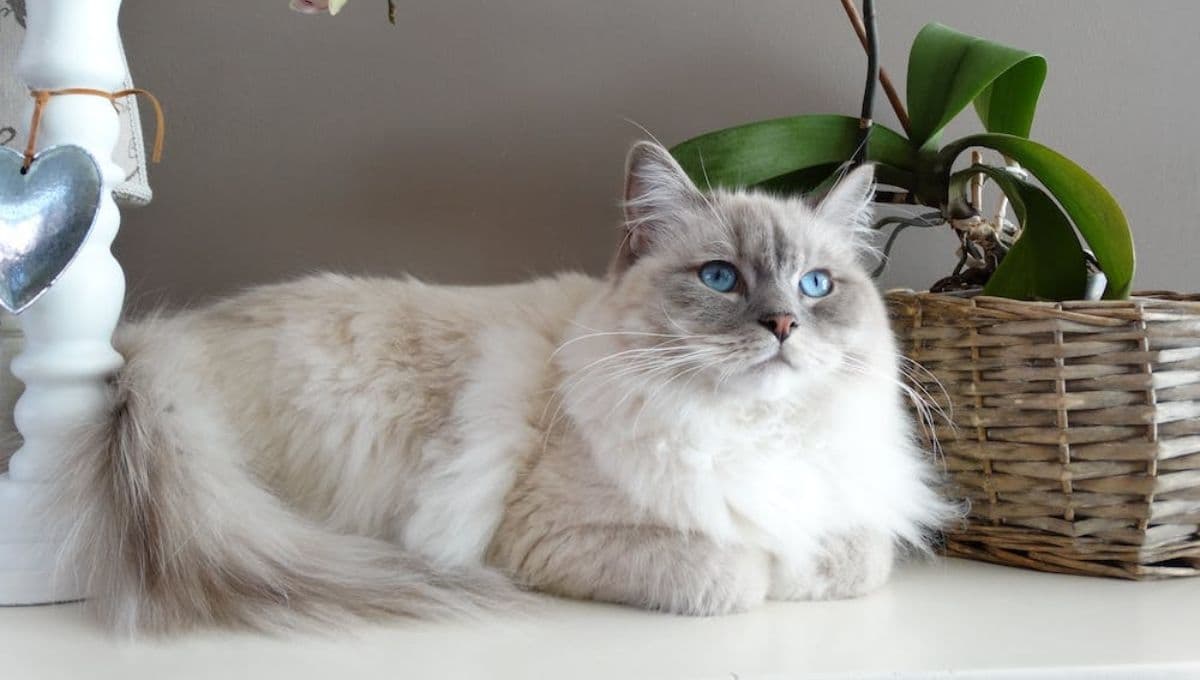 ¿Cómo evitar que mi gato tire tanto pelo?