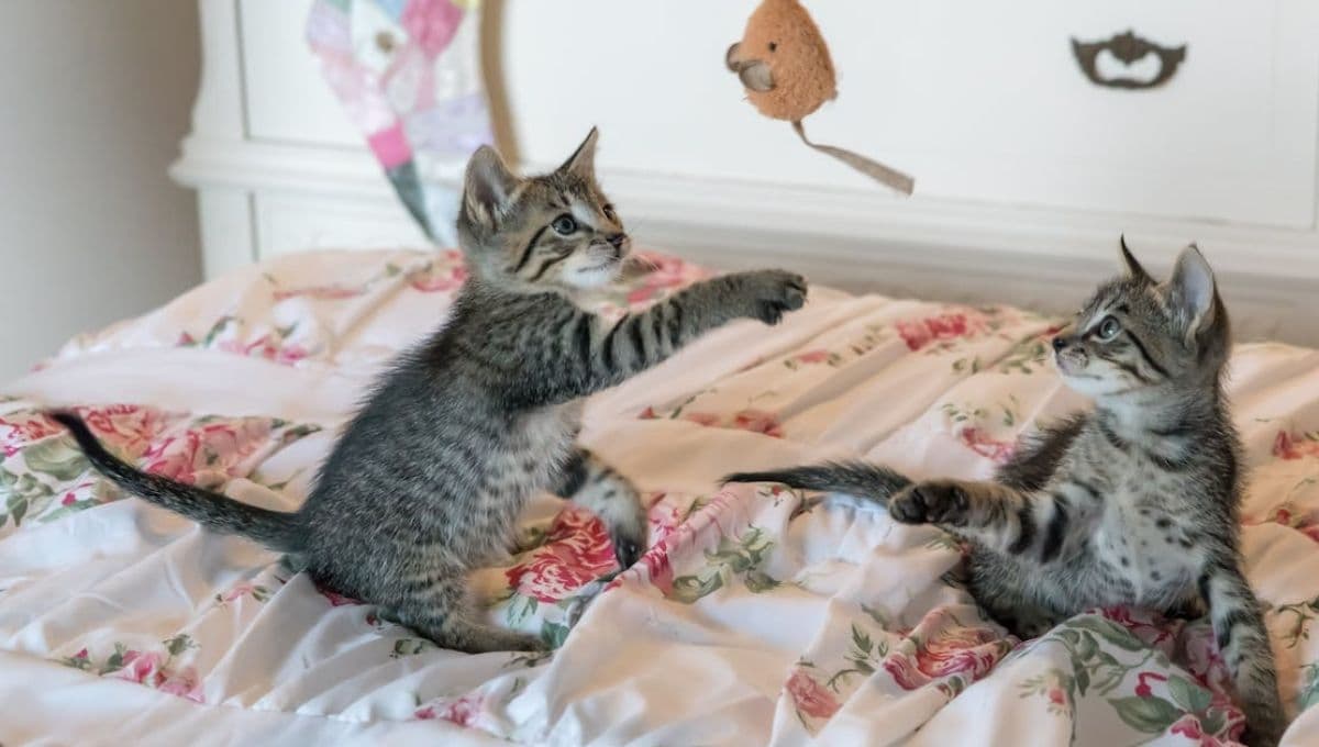 7 nombres para gatos con letra m y con significado bonito