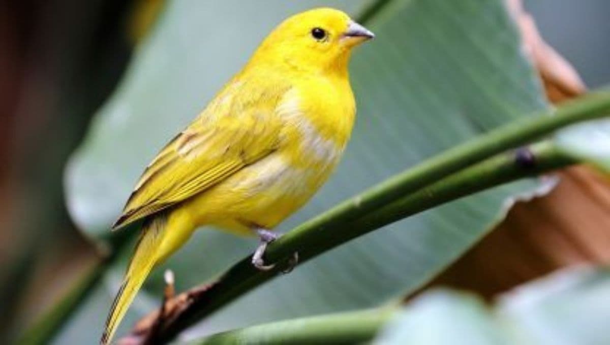 ¿Por qué los canarios se arrancan las plumas?