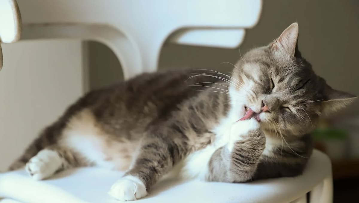 ¿Cuáles son las mejores croquetas para gato? Profeco da la respuesta