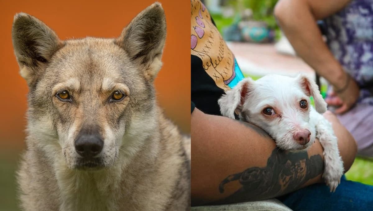 5 claves para identificar si tienes un perro POSESIVO