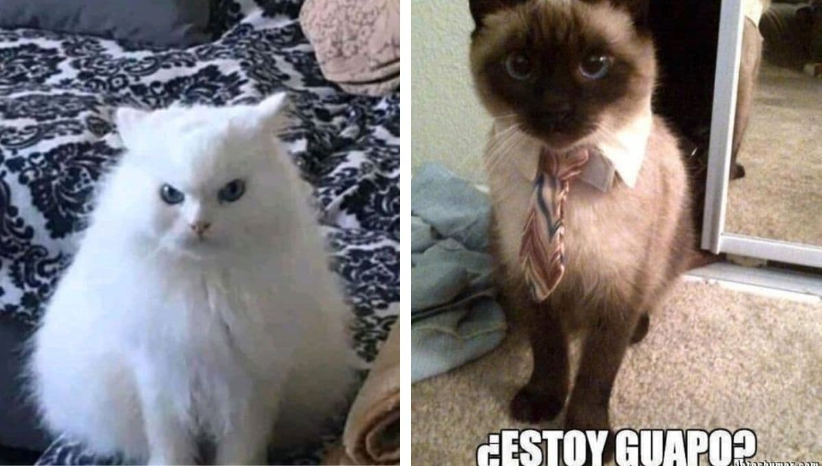 6 MEMES de gatos muy graciosos para compartir en miércoles