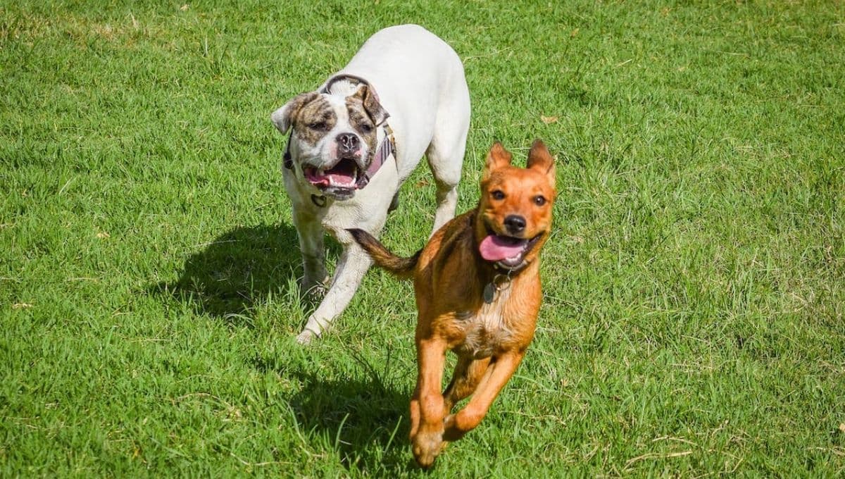 ¿Cuánto es lo máximo que puede vivir un perro?