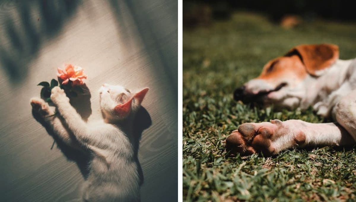 ¿Cómo explicar la muerte de una mascota a un niño?