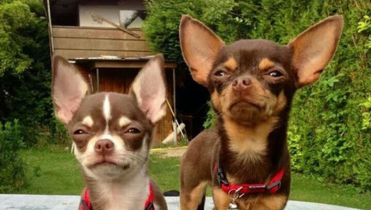5 razas de perros muy mexicanos: pocos conocen al quinto