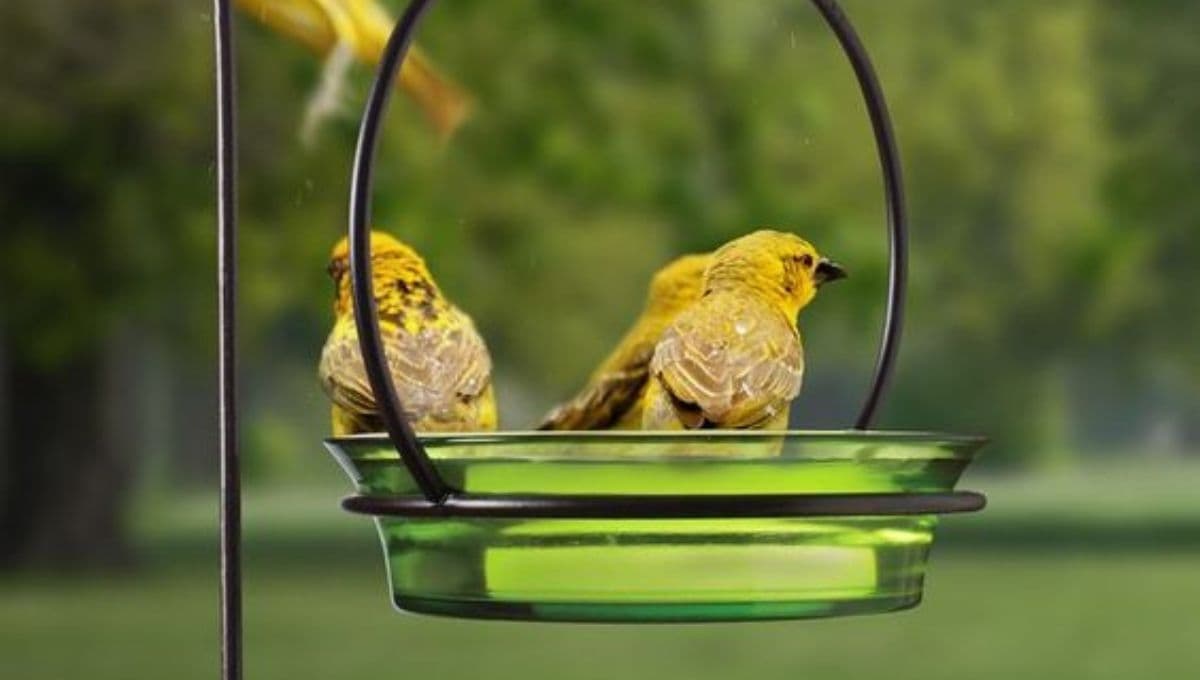 ¿Cómo se le da agua a un pajarito?