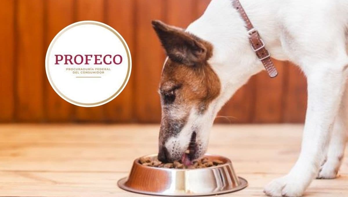 ¿Qué tan buenas son las croquetas para perro del Aurrera según Profeco?