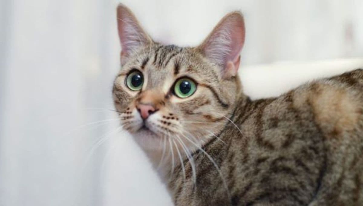 ¿Cuáles son los gatos que sueltan menos pelo?