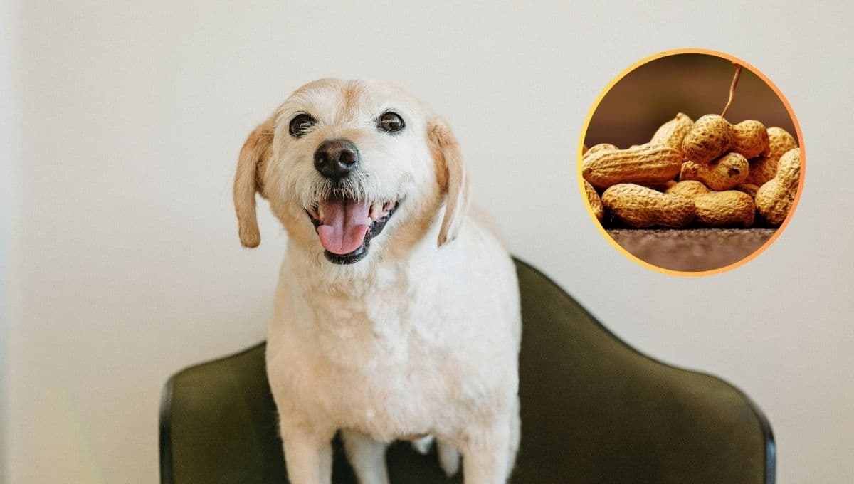 ¿Qué pasa si le doy maní a mi perro?