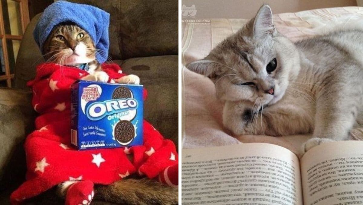 5 MEMES de gatitos relajados para compartir en este viernesito de descanso