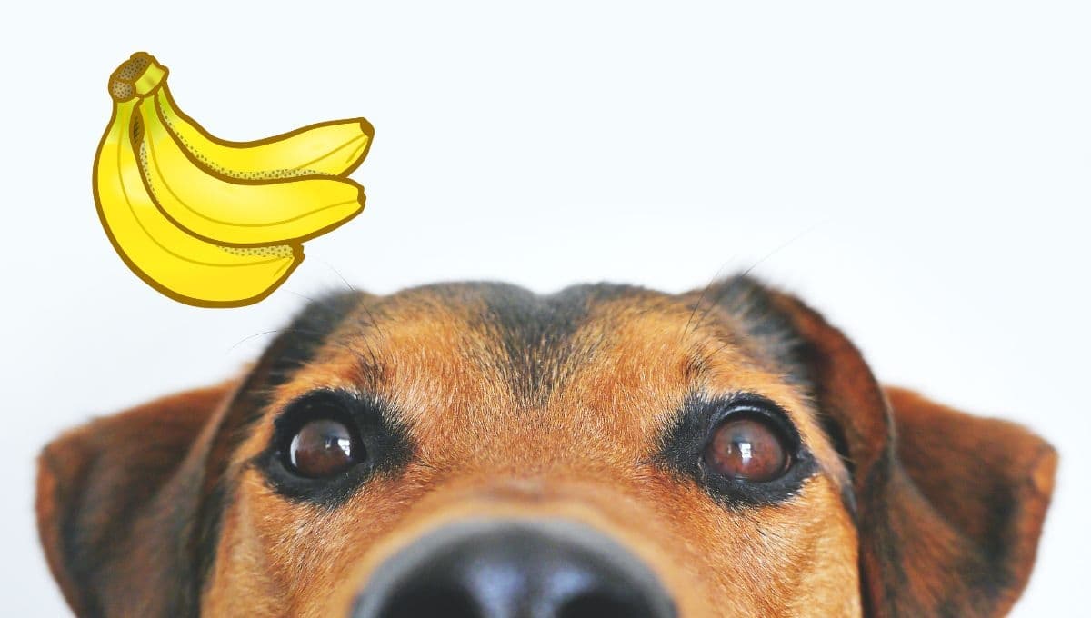 ¿Le puedo dar plátano a mi perro? ESTA es la mejor forma
