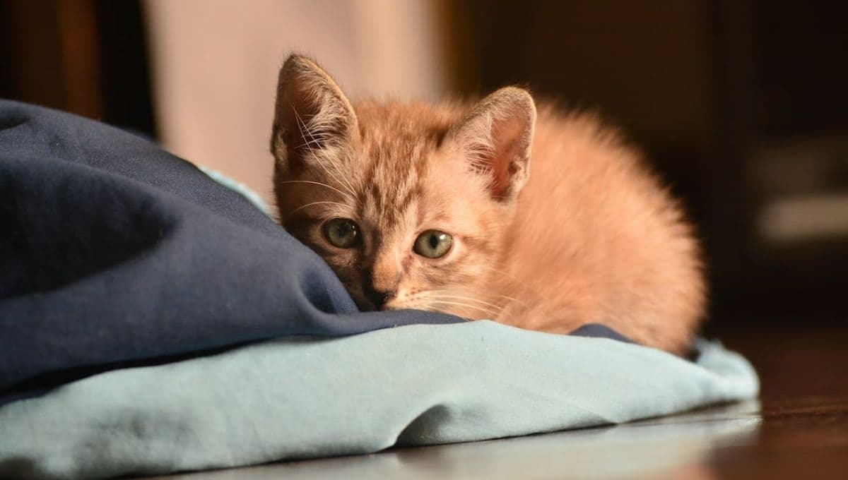 3 TRUCOS para quitar los pelos de gato en tu ropa fácil y rápido