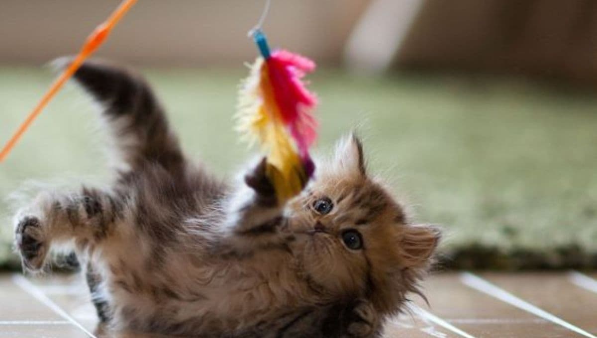 ¿Cómo entretener a un gato que se queda solo?