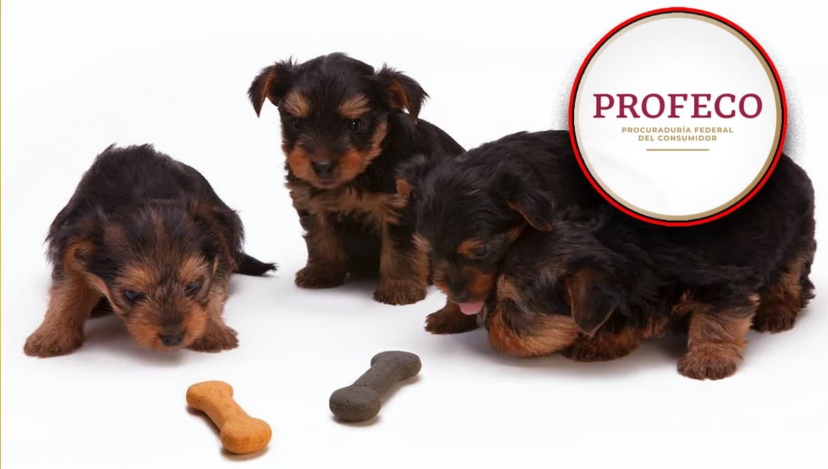 La receta de galletas para perros más económica y sana según Profeco
