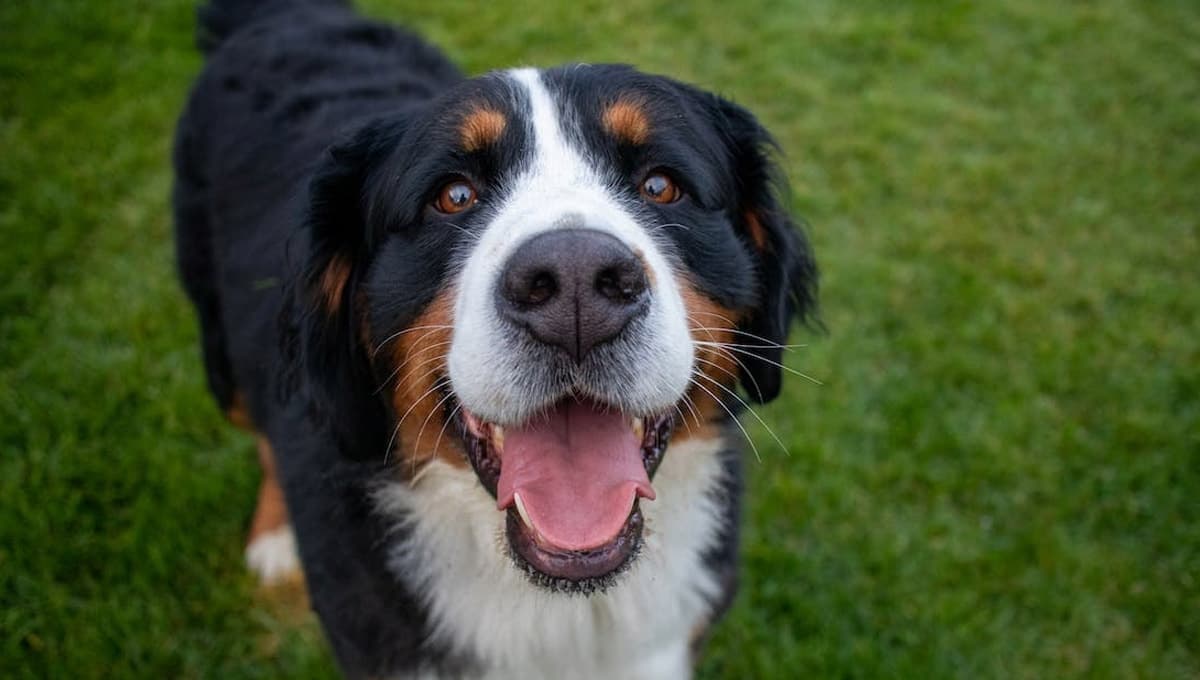 5 nombres para perros bravos e imponentes con significado