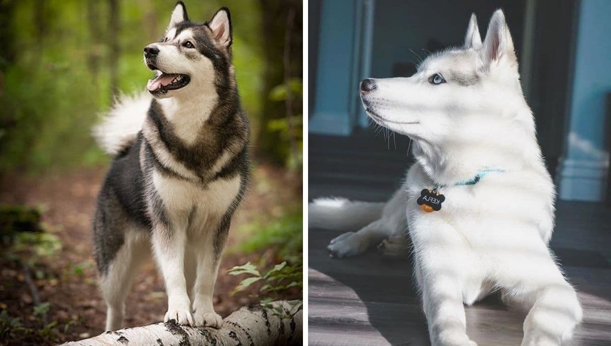 5 razas de perros más DESOBEDIENTES: son bonitos pero ni te hacen caso