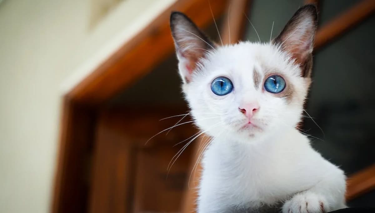 ¿Qué significa cuando un gato te hace ojitos?