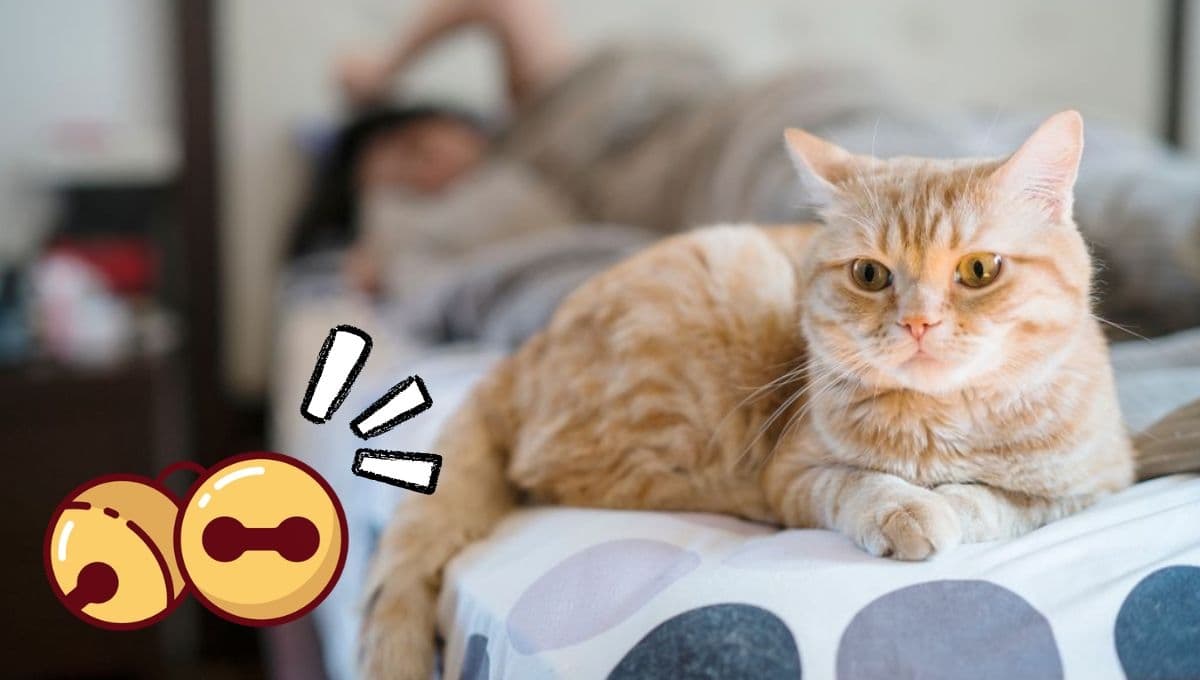La triste razón por la que los cascabeles son malos para los gatos