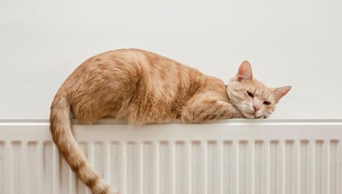 ¿Qué significa cuando un gato te ignora?