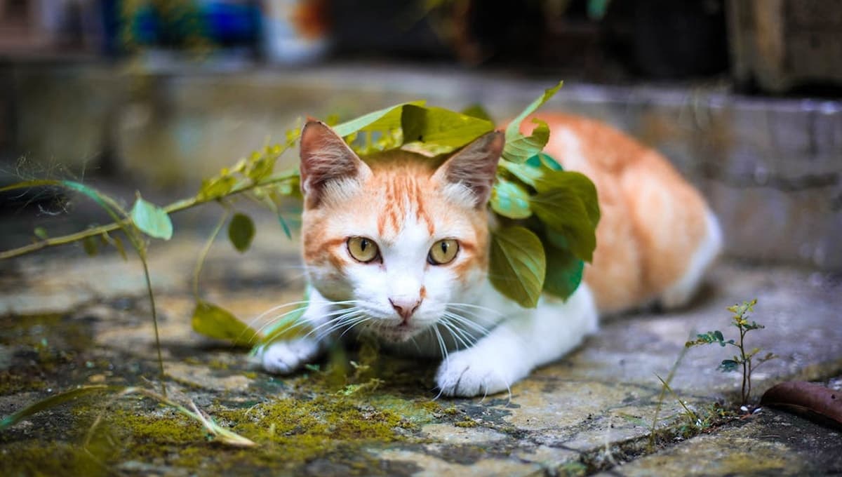 5 CLAVES para entender lo que te quiere decir tu gato