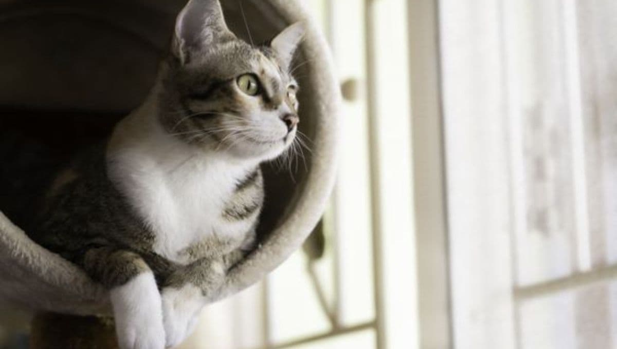 5 beneficios de tener un gato en casa