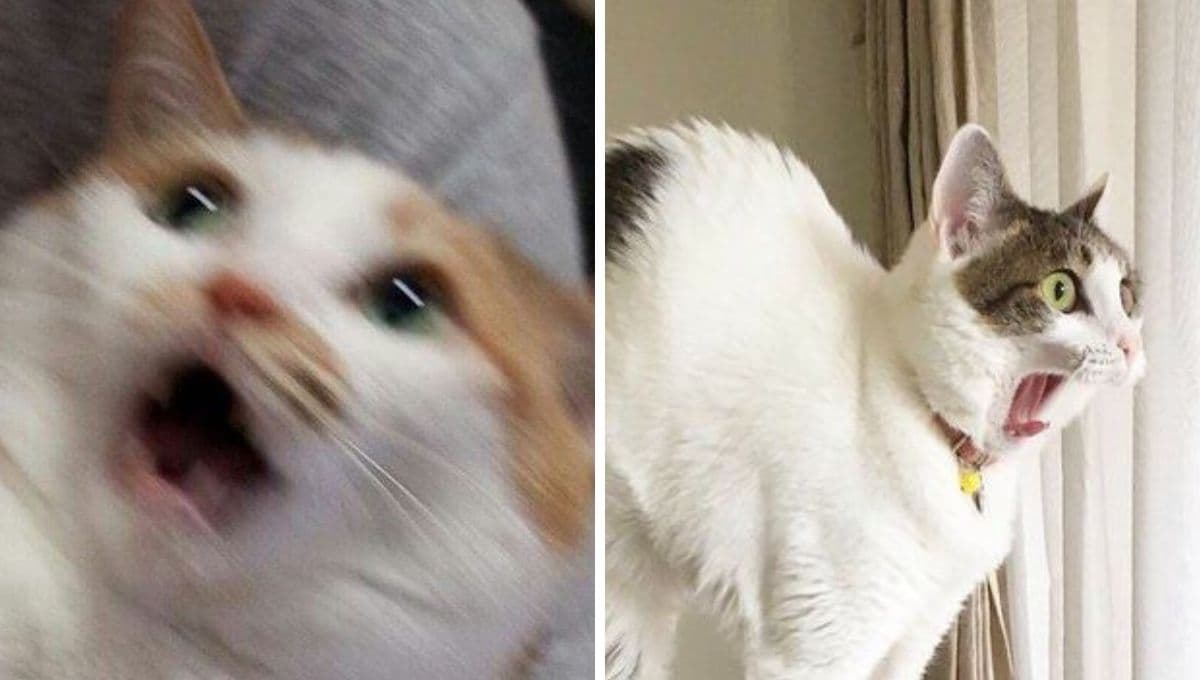 6 MEMES de gatos asustados para compartir por si tiembla en septiembre