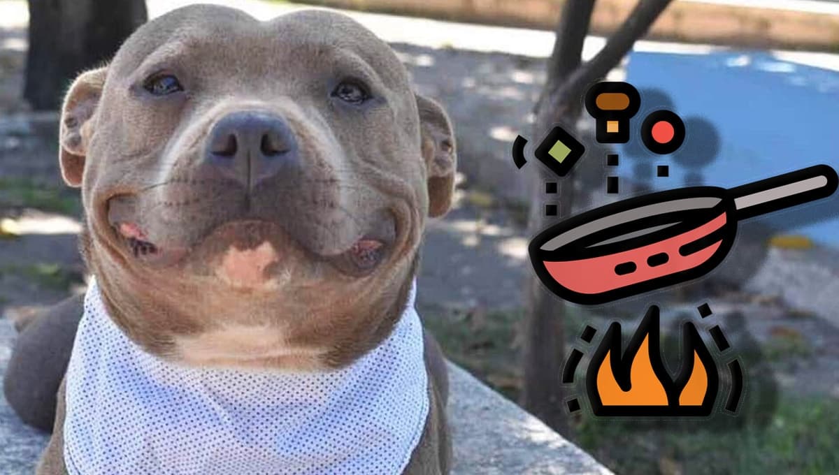 Receta fácil y rápida con comida casera para darle de desayunar a un perro