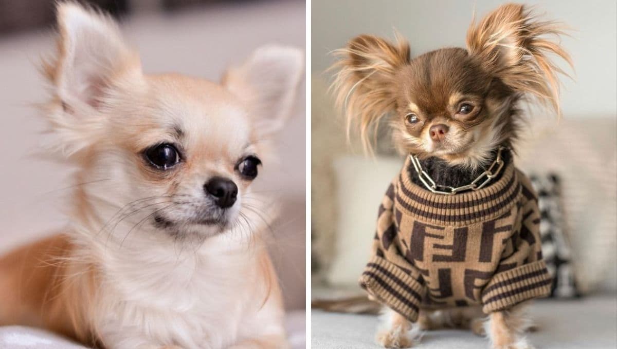 5 razas de perros TERCOS: casi siempre se salen con la suya