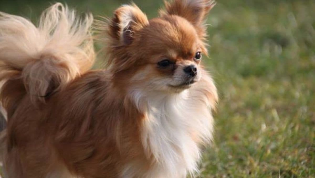 7 nombres muy mexicanos para perros con su significado
