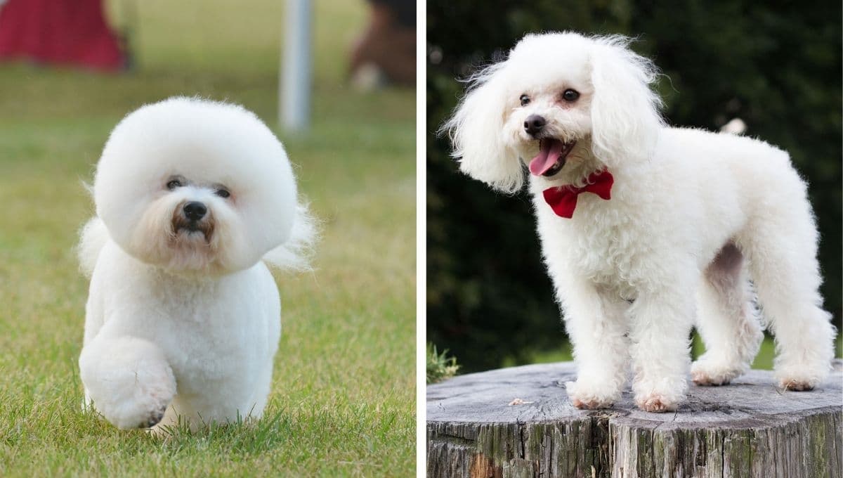 5 razas de perros que NO huelen mal: los tendrás bonitos y limpiecitos