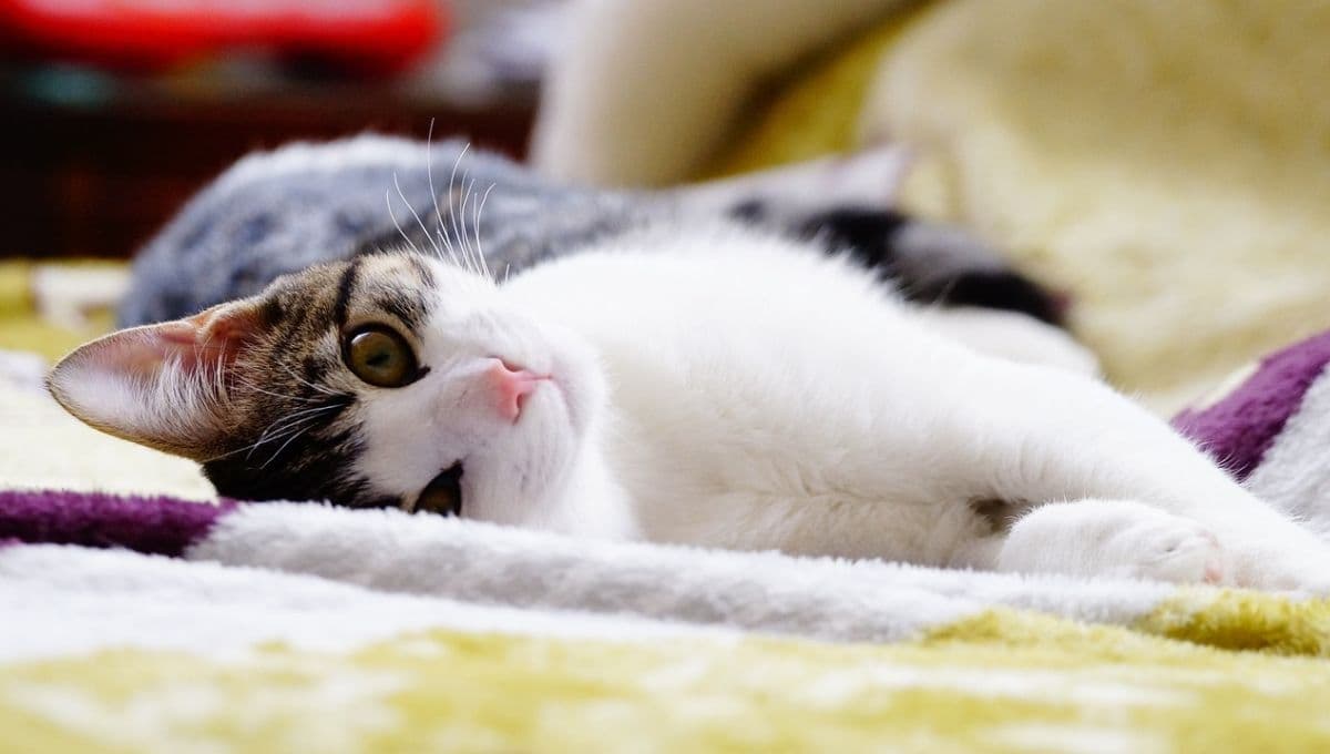 ¿Cómo hacer para que mi gato sea más cariñoso?
