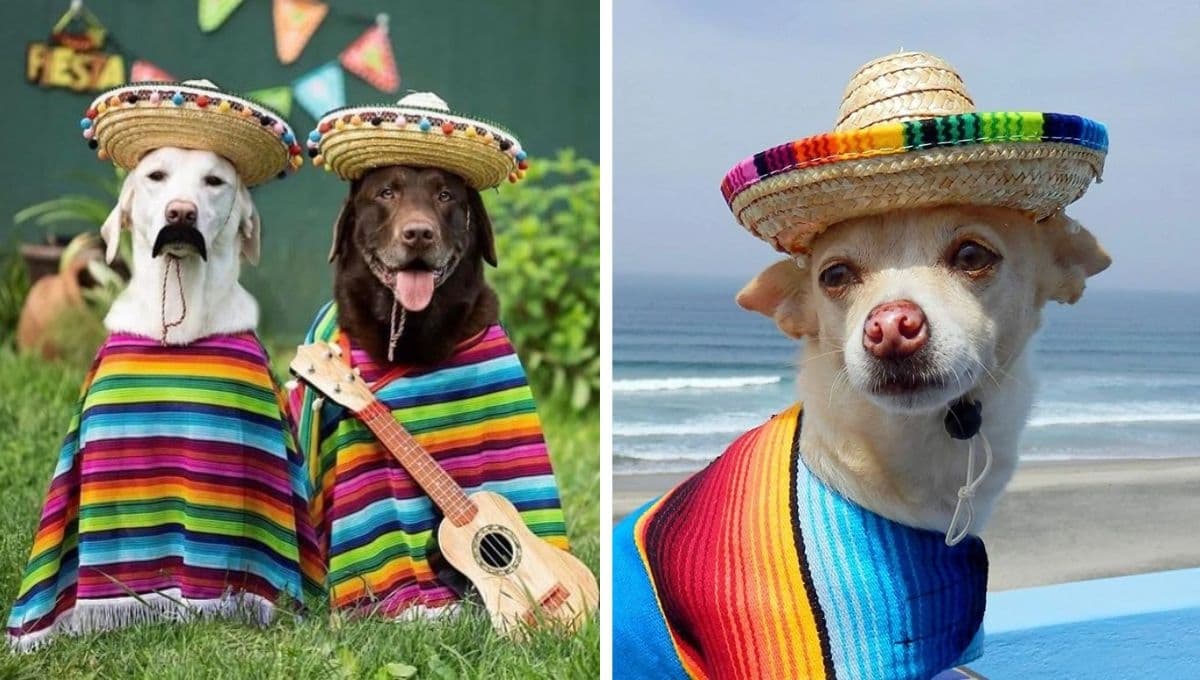 7 nombres mexicanos para perros bravos y grandes con su significado
