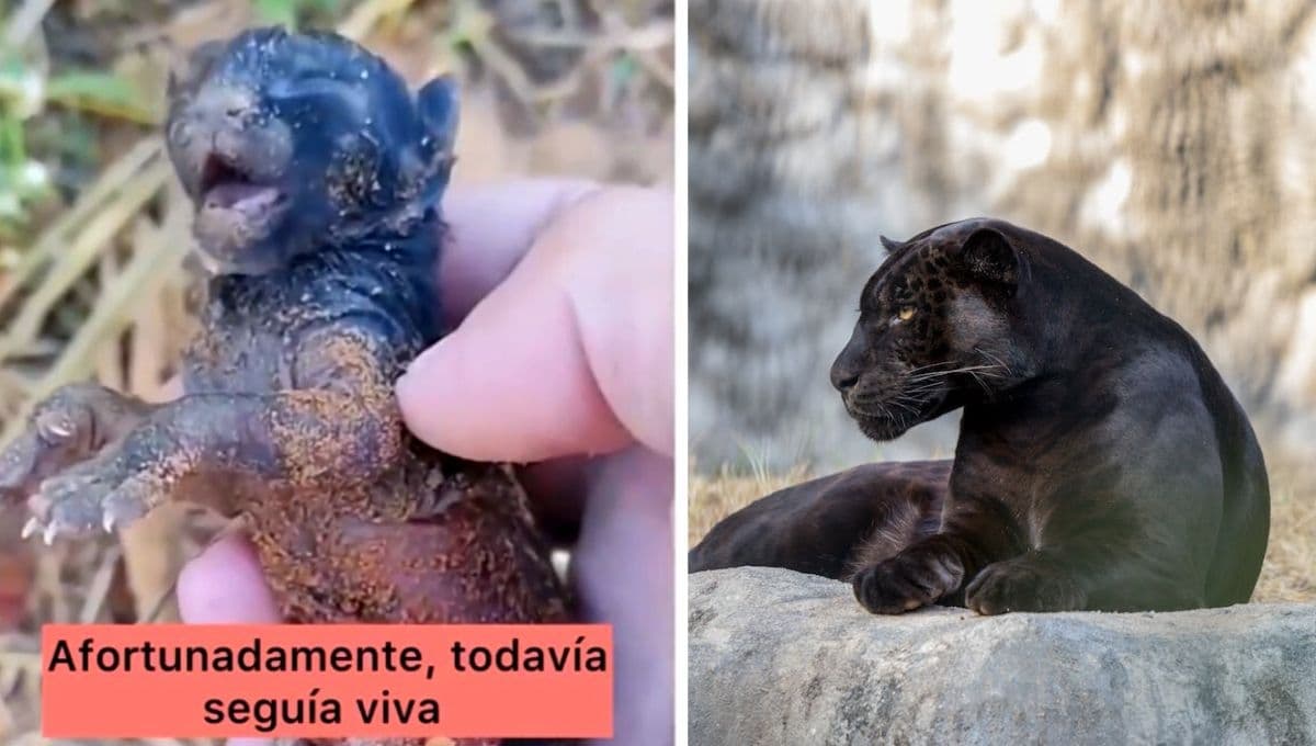 Mujer rescata a gatito bebé y resulta ser una PANTERA NEGRA; así creció