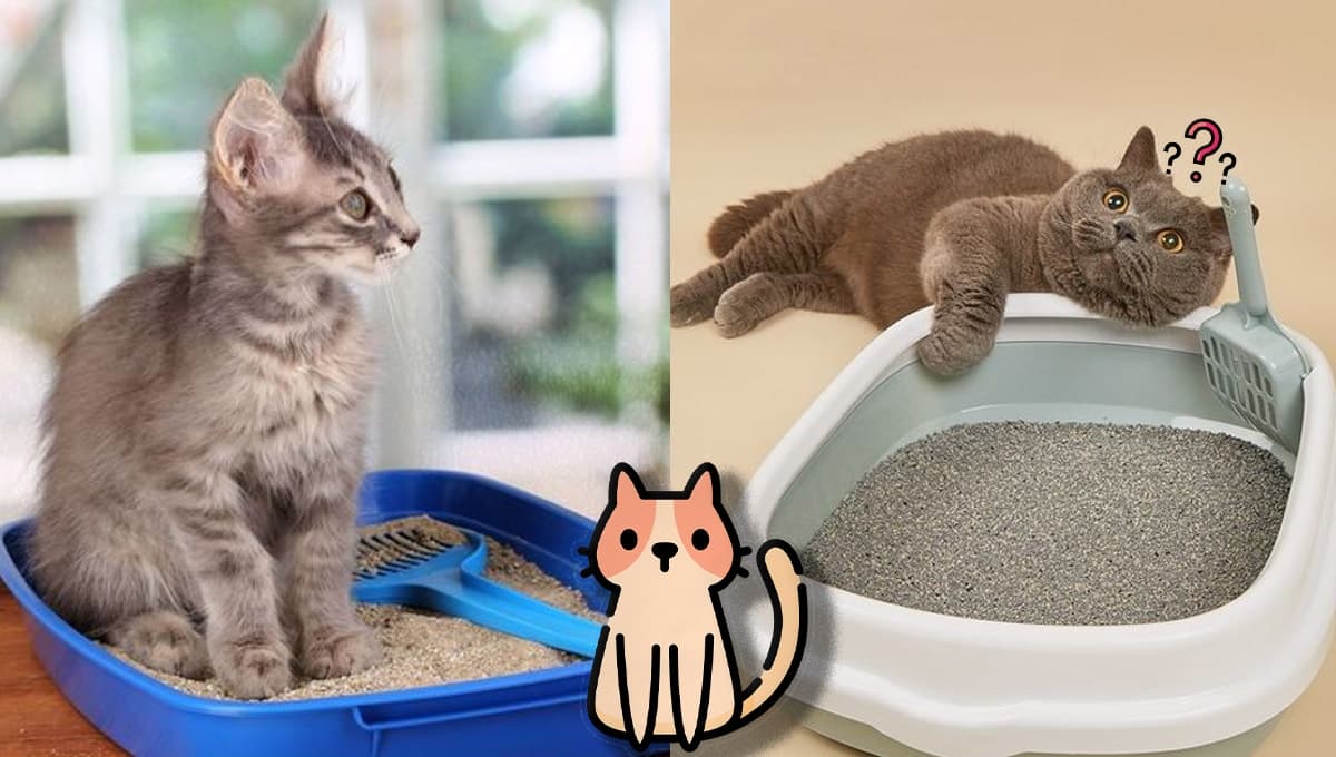 Cómo enseñarle a mi gato a usar su arenero: 3 tips eficaces