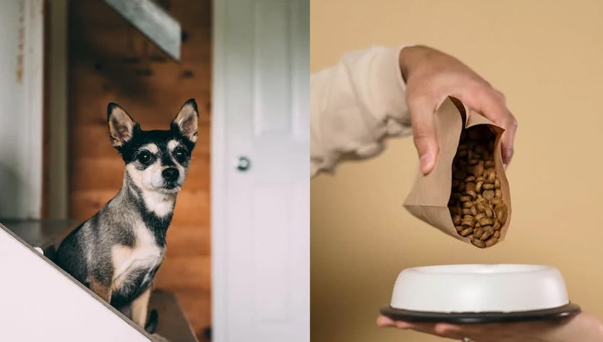 ¿Qué pasa si le doy croquetas caducadas a mi perro?
