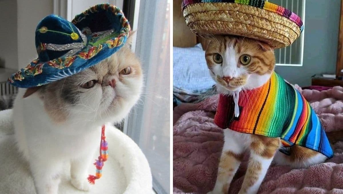 7 nombres muy mexicanos para gatos siameses con su significado