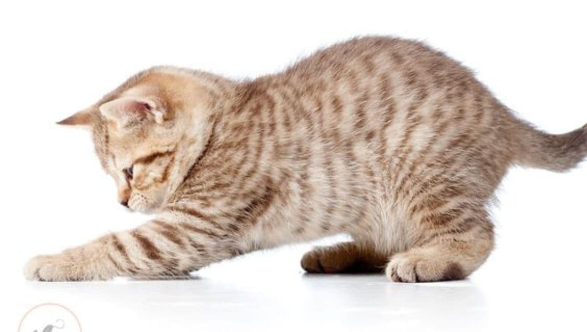 ¿Qué significa que mi gato rasque el piso de repente?