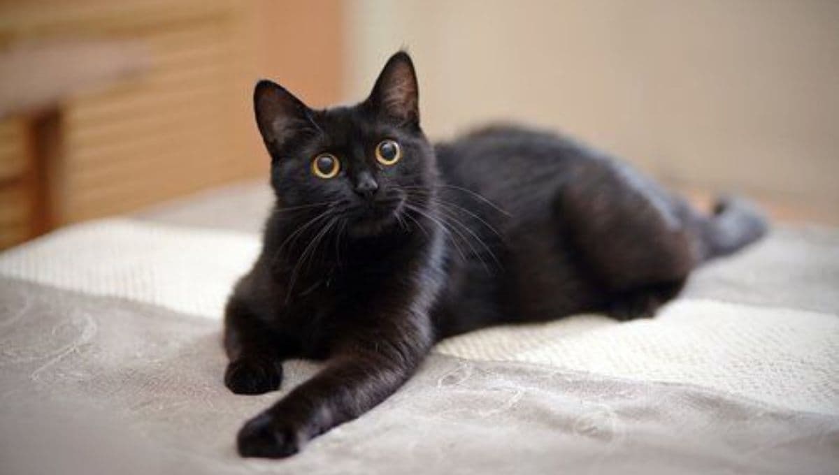 6 razones por las cuales es bueno tener un gato en casa