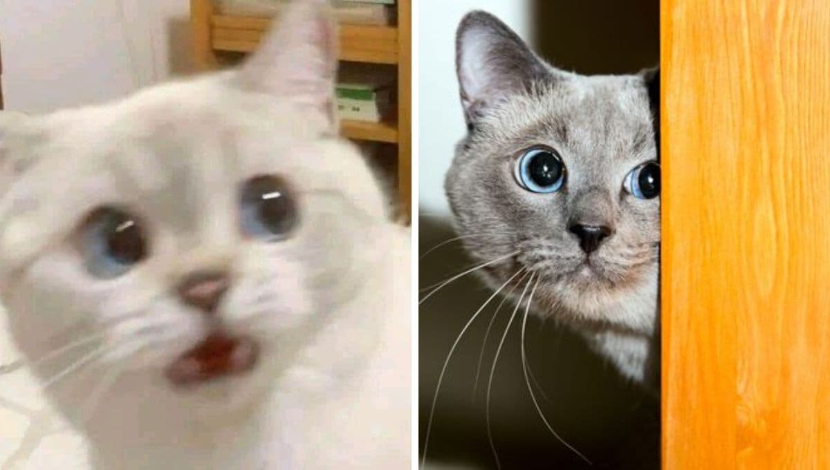 5 MEMES de gatitos para compartir si hay temblor en septiembre