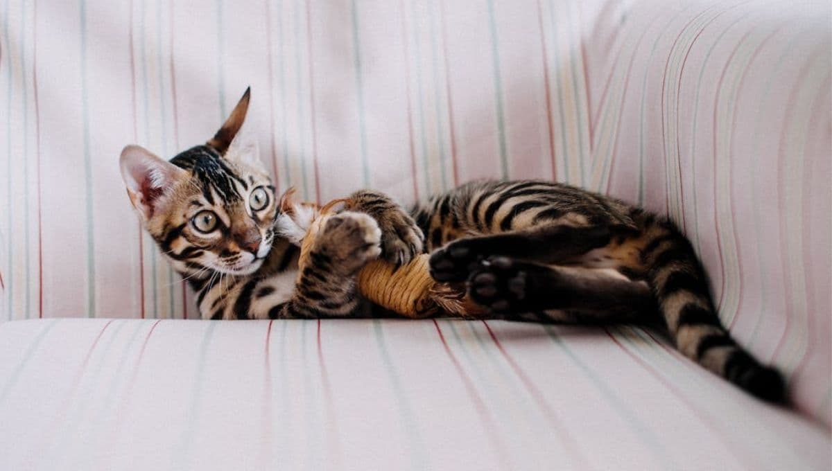 ¿Por qué mi gato esconde las cosas?